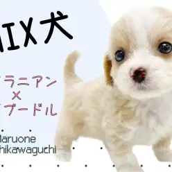 【 MIX 】希少犬種！ポメラニアンとトイプードルのミックス犬ポメプー子犬女の子