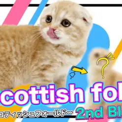 【 スコティッシュフォールド 】生後4ヶ月を迎えた愛されキャットのその後に注目!