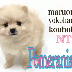 【 ポメラニアン 】ミルクティーカラーの短足たぬきポメちゃん