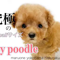 【 トイ・プードル 】体重わずか400g！あざとさMAXの極小トイプードル