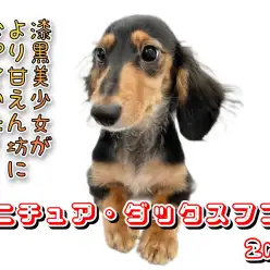 【ミニチュア・ダックスフント】漆黒美少女がより甘えん坊になっていた！！