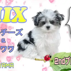 【 MIX 】2nd紹介 見ても触れても癒されてしまうマルチワちゃん。
