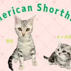 【 アメリカンショートヘア 】生後6ヶ月を迎え、天真爛漫な女の子に成長中♪