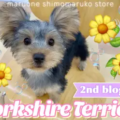 【 ヨークシャーテリア 】祝・お外デビュー！甘えん坊ヨーキーの2ndブログ！