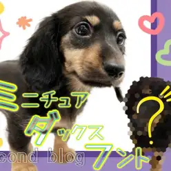 【 ミニチュアダックスフント 】誰もが振り返るほど愛され女子に急成長!