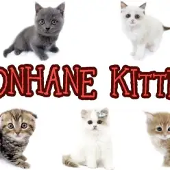 【 8/19ホンハネライフ 】本羽田店には愛嬌たっぷり個性溢れるニャンコが勢揃い！