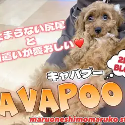 【 MIX 】お手入れ上手で抱っこが大好き！甘えん坊ガールの2ndブログ