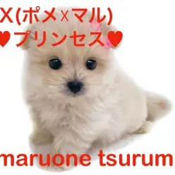 【 MIX 】ぬいぐるみ感満載！ポメマルちゃんの女の子！