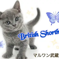 【 ブリティッシュショートヘア 】ずっと触れ合っていたくなる極上にゃんこ登場!