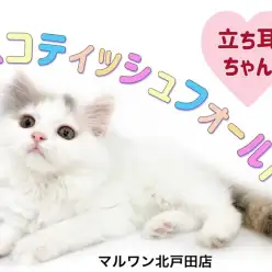 【 スコティッシュフォールド 】希少！激レアカラーのたち耳美人にゃんこ！