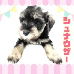 【 ミニチュアシュナウザー 】賢さ抜群!お手入れラクチン!のんびりわんこ!