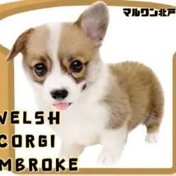 【 ウェルシュコーギーペンブローク 】無敵の可愛さ！北戸田店のアイドルコーギー