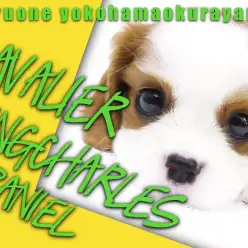 【 キャバリア 】最高のコンパニオンドッグ！鮮やかなブレンハイムの女の子！