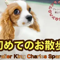 【 本羽わんライフ 】記念すべき第一歩！キャバリアちゃんのお散歩デビュー！