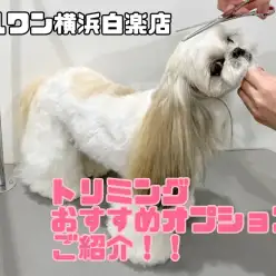 【 白楽店トリミング 】利用者大絶賛！大人気のおすすめオプションご紹介