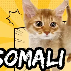 【 ソマリ 】想像を越える人懐っこさ!知能高き美形ソマリがやってきた