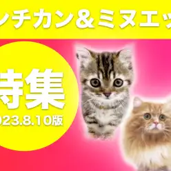 【 マンチカン・ミヌエット特集 】8/10現在在店中の短足ニャンコをご紹介！