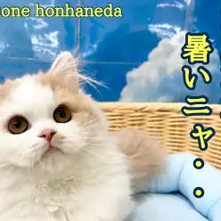 【 本羽ニャンライフ 】まだまだ暑い！ネコちゃんに快適な環境作りを心がけよう