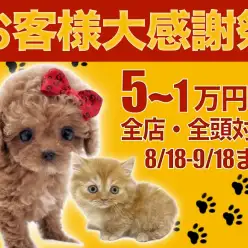 【 お客様大感謝祭開催 】猛烈に可愛いワンちゃんネコちゃんをお迎えするチャンス！