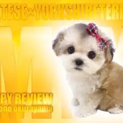 【 マルキー 】マルチーズとヨーキーから誕生した黄金系MIXわんこを解説！