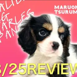 【 キャバリア 】トライカラー!愛らしいむっちりボディの男の子!