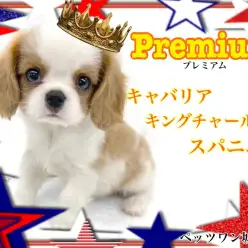 【 キャバリアキングチャールズスパニエル 】段違いの可愛さ！イングランド王の犬