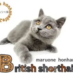 【 8/24本羽にゃんライフ 】ブリティッシュショートヘアの生活ポイント解説