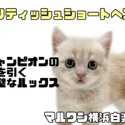 【 ブリティッシュショートヘア  】完璧なルックスと好奇心旺盛な性格にご注目！