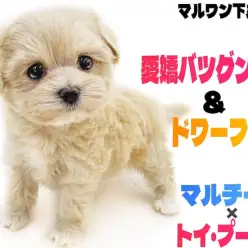 【 MIX 】愛嬌バツグン！ドワーフ体型のマルプーは陽気な性格のムードメーカー！