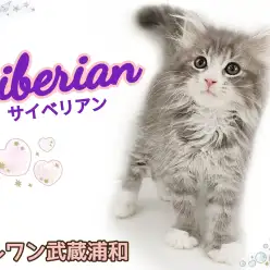 【 サイベリアン 】異次元の甘えん坊ぶりを発揮！魅惑の低アレルゲンキャット