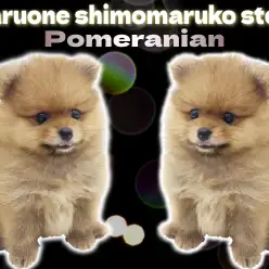 【 ポメラニアン 】濃厚オレンジのタヌキポメ！抜群のルックスと表情に釘付け！