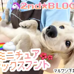 【 ミニチュアダックスフント 】お手入れマスター！甘え上手に育った2ndブログ