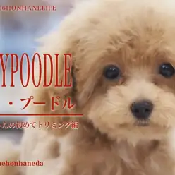 【 8/16本羽わんライフ 】トイプードルのぷーちゃんのパピーカット!