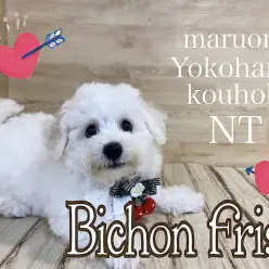 【 ビションフリーゼ 】愛嬌たっぷりアフロ犬の生後90日