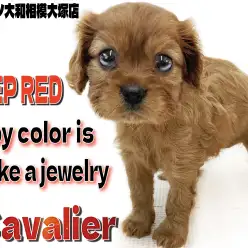 【 キャバリア 】宝石の様に美しいルビーの毛色を持つ、お上品だけど愛らしい女の子
