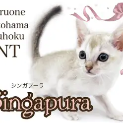 【 シンガプーラ 】小さな妖精！とってもキュートなシンガプーラの男の子