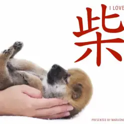 【 柴犬 】柴犬王国の大倉山についに来た！赤毛＆黒ひげの素晴らしき王道の女の子！