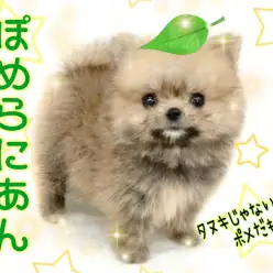 【 ポメラニアン 】激カワ！極小サイズのたぬきポメ！