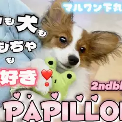 【 パピヨン 】甘えん坊炸裂!美しさに磨きがかかった愛されキャラの2ndブログ