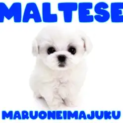 【 マルチーズ 】生後60日体重480g！ドワーフ体型のプレミアムな男の子登場！