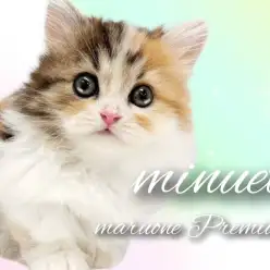 【 ミヌエット 】短足界のマドンナ！天使のルックスを持つプレミアムキャット