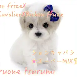 【 MIX 】遂に来ました！キャバションちゃんのスーパーハイブリッド！！！