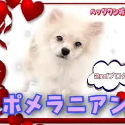 【 ポメラニアン 】2nd紹介 おサル期でも可愛いポメちゃん。