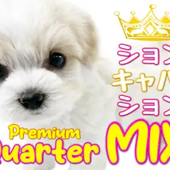 【 MIX 】可愛すぎるプレミアムクォーター登場！【 ビションキャバション 】