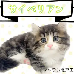 【 サイベリアン 】シベリア猫！？ 寒さに強い愛らしいコンパニオンキャット