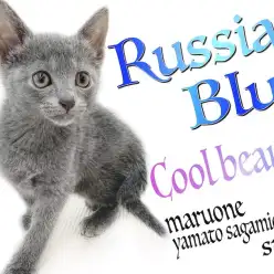 【 ロシアンブルー 】美しきルックスと遊び好きで人との触れ合いが好きな性格がイイ
