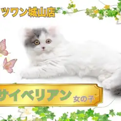 【 サイベリアン 】強い目力で「甘えさせて！」要求してくる甘えん坊な女の子。