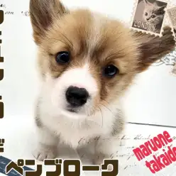 【 ウェルシュコーギーペンブローク 】ぽてぽて歩きのアイドルわんこ!