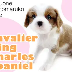 【 キャバリア 】お顔良し！性格良し！美しいブレンハイムの女の子が降臨