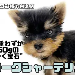 【 ヨークシャーテリア 】生後60日でなんと450g！超小柄な歩く宝石